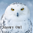 Icon of program: Snowy Owl wallpaper