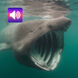 Programikonen: Scary Sounds