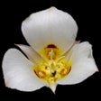 Biểu tượng của chương trình: Utah Wildflowers