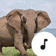 Иконка программы: Elephant Sounds