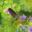 Programikonen: Hummingbirds wallpaper