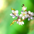 Programikonen: Spring Garden Live Wallpa…
