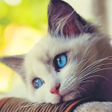 ไอคอนของโปรแกรม: Talking Cat