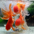 程序图标：various goldfish chefs