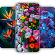 Programın simgesi: Flower Wallpaper 4K  Live