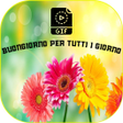 Programikonen: Buongiorno per tutti i gi…