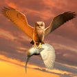 Icon of program: Clan Of Owl