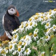 Ícone do programa: Iceland - Spectacle of Na…