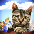أيقونة البرنامج: Cat Simulator 2018: Rat V…