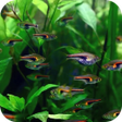 Ikon program: Aquarium 3D Live Wallpape…