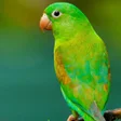 Programikonen: Parrot Sounds - Natural P…