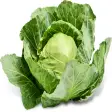 Cabbage-IFC