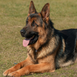 程序图标：Dog German Shepherd Wallp…