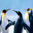 Icoon van programma: The Penguin