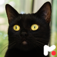 Icono de programa: Black Cat Wallpapers