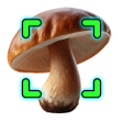 Icoon van programma: Mushroomizer