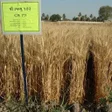 Programikonen: ઘઉન મડ વવતરન ખત ચવઓ
