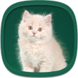プログラムのアイコン：Cute Kittens Wallpapers