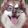 Icon of program: Funny Gif  & Free  Emojie…