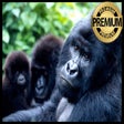Icon of program: Gorillas Wallpapers New T…