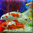 Icon of program: Aquarium Live Wallpaper