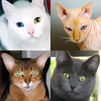 Programikonen: Cats Quiz - Guess Photos …