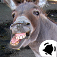 Icon of program: Animal Ringtones  Sounds