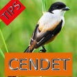 Icon of program: Tips Perawatan Burung Cen…