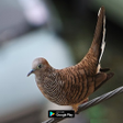 Ikon program: suara pikat burung perkut…