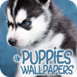 Programikonen: Puppies Wallpapers in 4K