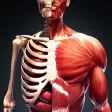 Human Body Atlas: 3D Medical