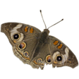 程序图标：mothreader