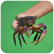 Programikonen: Crab Wallpaper