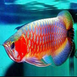 Programikonen: various arowana fish