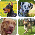 Иконка программы: Dog Breed