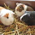 ไอคอนของโปรแกรม: Guinea Pig Guide