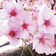 Icon of program: 草花の名前を覚える