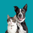 Programikonen: Maddies Pet Assistant