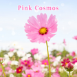 Programın simgesi: Pink Cosmos  Flower Theme