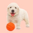 Programikonen: Squeaky Toy Sounds