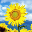 Icon of program: Sunflower Live Wallpaper