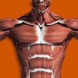 Icon of program: Muscular System 3D anatomy