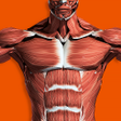 プログラムのアイコン：Muscular System 3D anatom…