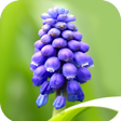 Programikonen: Flower Wallpaper HD