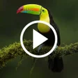 Icon of program: Animal Video Wallpaper