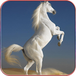 Icon of program: Horse Wallpapers 4K