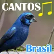 Canto Dos Pássaros Brasil