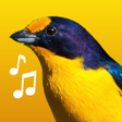 Ícone do programa: Canto Dos Pássaros Brasil