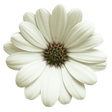 Icon of program: flower flashlight
