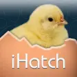 iHatch-Chickens